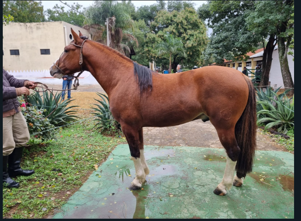 Lote CRIOLLOS EXPO INTERNACIONAL 2022 RP  529- LOTE 23