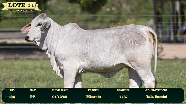 Lote LOTE 11