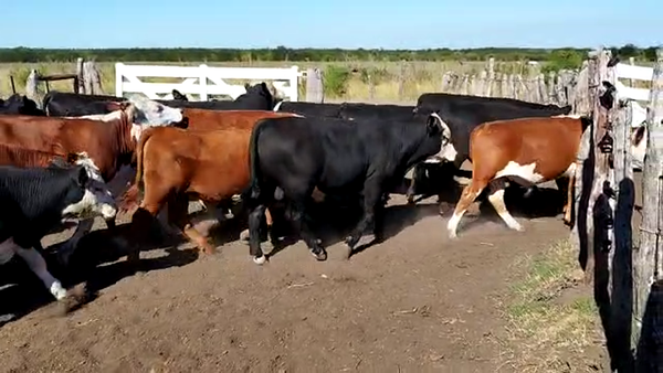 Lote 120 Terneros/as en Maciá, Entre Ríos