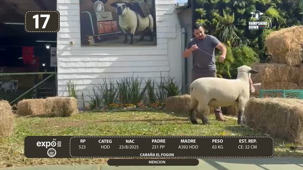 Lote LOTE 17 - BOZAL