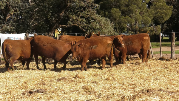 Lote VAQUILLONAS PC PARICION PRIMAVERA
