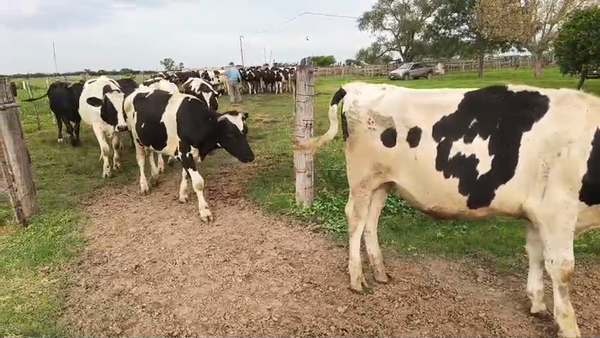 Lote 37 Novillos Holando Argentino en Brinkmann, Córdoba