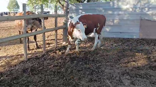 Lote Vaquillonas  250kg - , San José