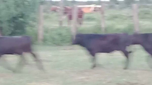 Lote 70 Terneros/as en Santa Fe, Tostado