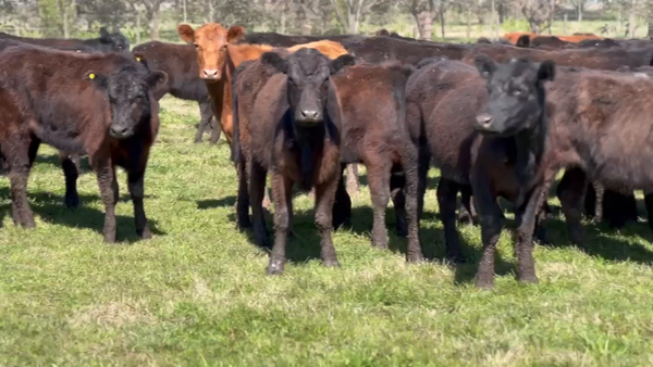 Lote 100 Vaquillonas