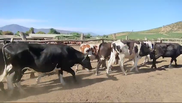 Lote 47 Novillo Gordo en Melipilla, Región Metropolitana