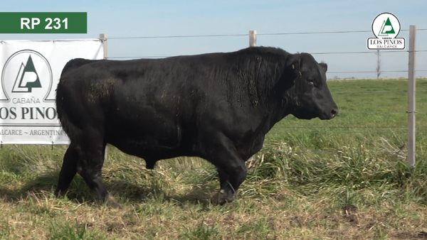 Lote 3 Toros ANGUS en Balcarce