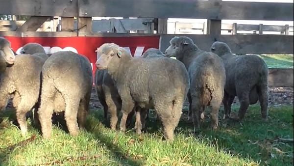 Lote 10 carneros MO 1, 4 y 6 dtes.