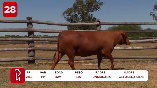 Lote LOTE 28