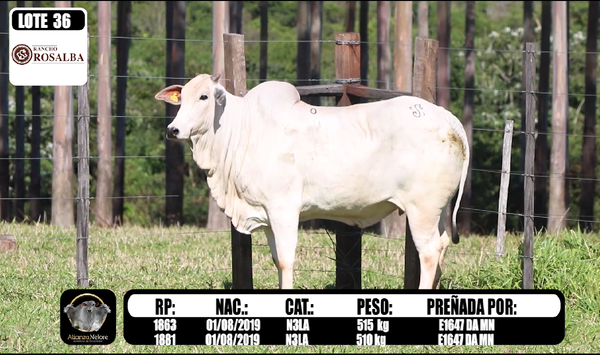 Lote LOTE 36 RP 1863 y 1881