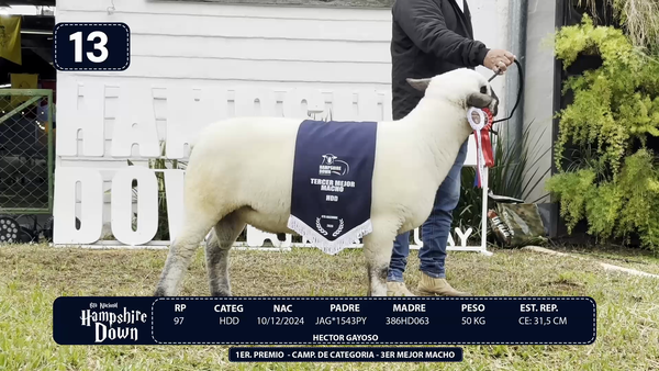 Lote LOTE 13