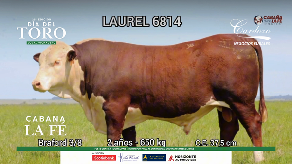 Lote Cabaña de la fe - Braford