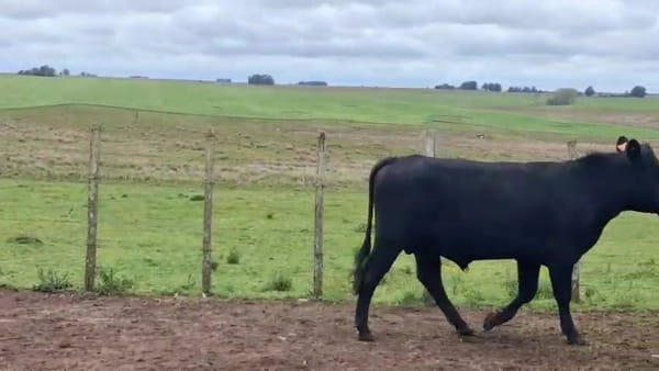 Lote Toros 380kg - , San José