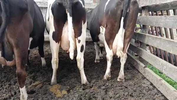 Lote 5 Vaca, San José