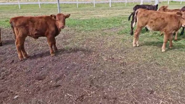 Lote 8 Terneros 70kg - , San José