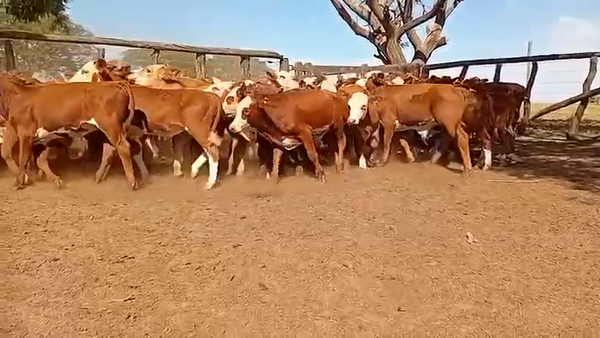 Lote 75 Terneros en Corrientes, Tabay