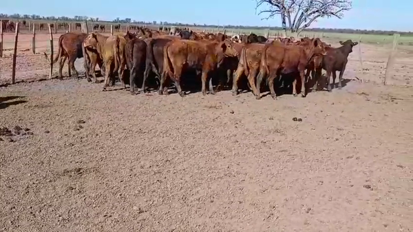 Lote 50 Vaquillonas Angus Negro y Colorado en La Rubia, Santa Fe