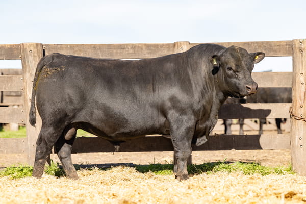 Lote Toro PP