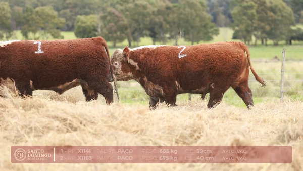 Lote ORDEN 13 TOROS PP