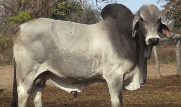 Lote TOROS(CORRAL 34)BRAHMAN "CABAÑA DON TOMAS"
