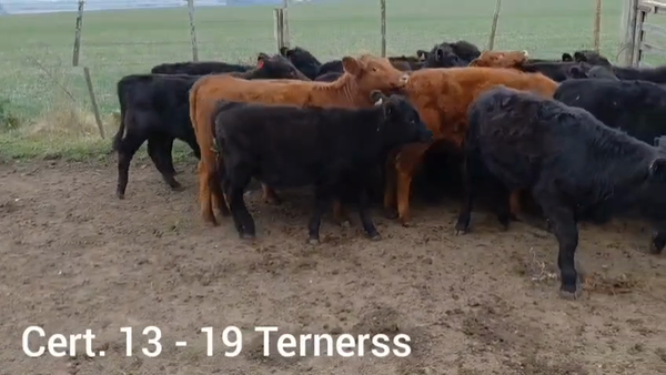 Lote TERNERAS