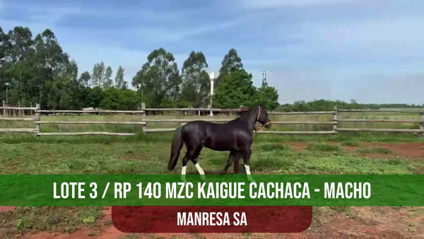 Lote MZC KAIGUE CACHACA