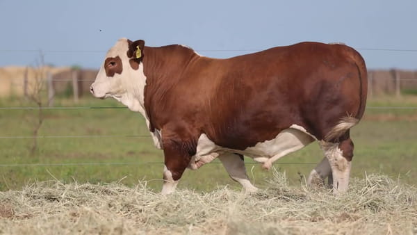 Lote Toros Braford - Cabaña El Cambio