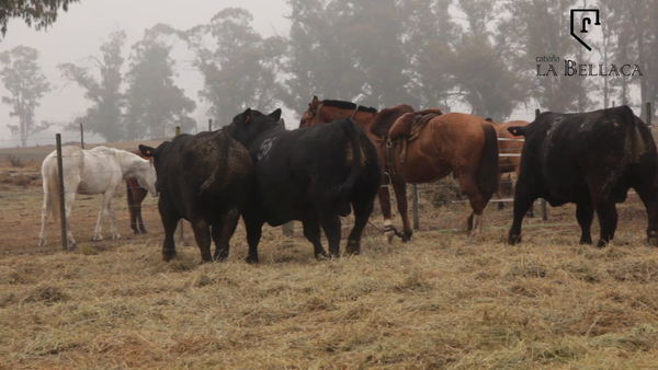 Lote TOROS PUROS CONTROLADOS