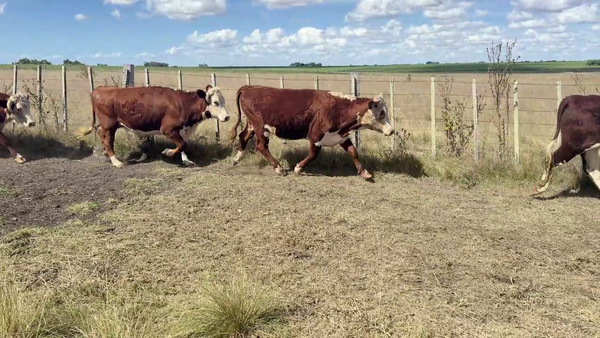 Lote Novillos + 3 años