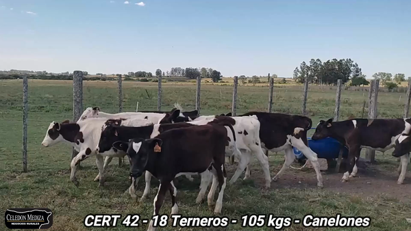 Lote 16 Terneros en Tala, Canelones