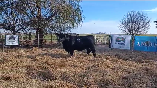 Lote 1 Toros en Córdoba, La Porteña