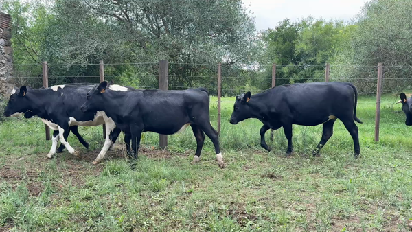 Lote VAQUILLONAS 1 a 2 AÑOS