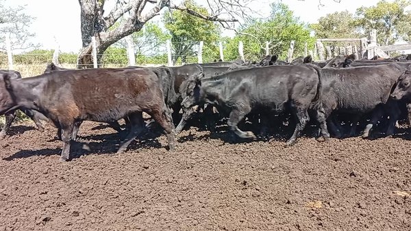 Lote 70 Terneros en Entre Ríos, Federal