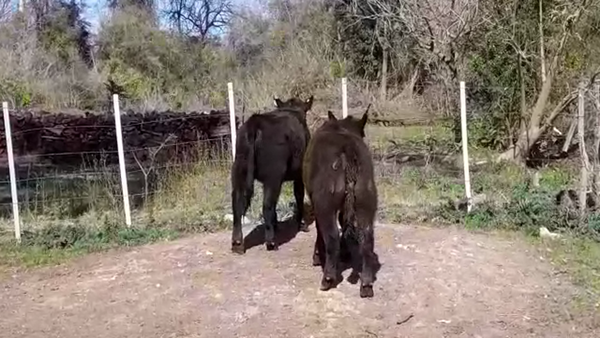 Lote (Vendido)2 Terneras ANGUS 170kg -  en COLONIA ESTRELLA