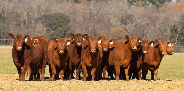 Lote VAQUILLONAS ANGUS PC PARICION OTOÑO