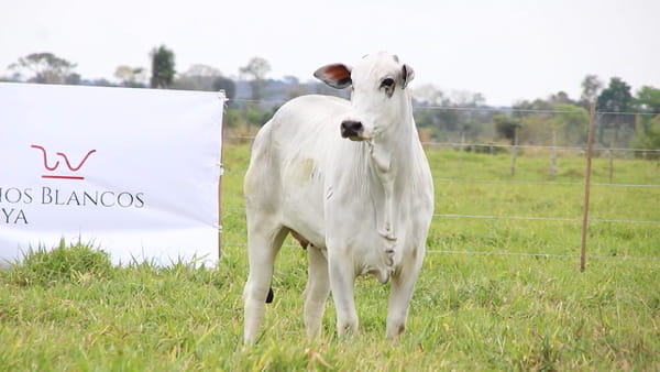 Lote LOTE 12