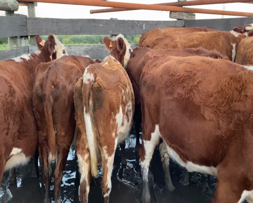 Lote Vaquillonas preñadas