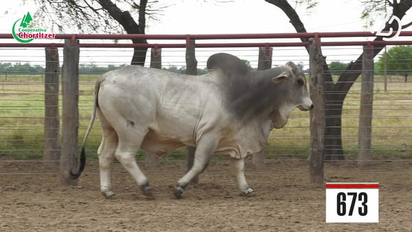 Lote Brahman