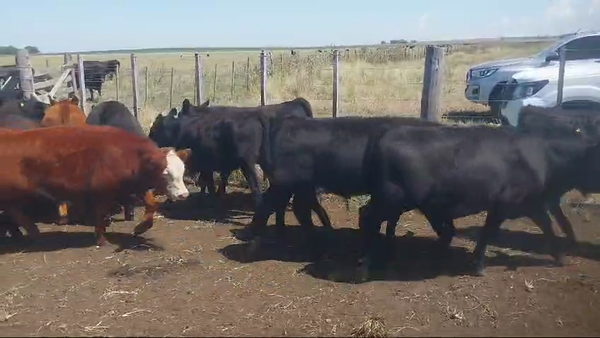 Lote 64 Terneros en Chillar