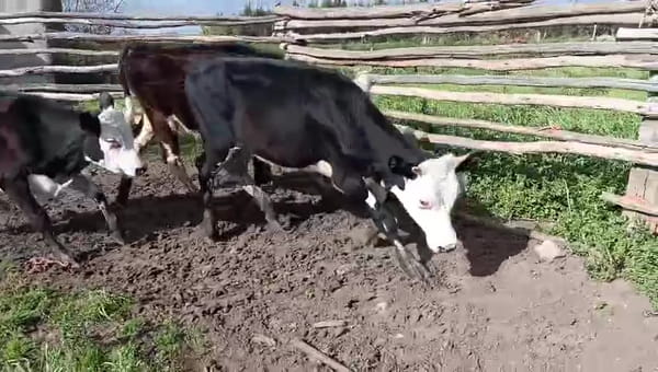 Lote 3 Terneros 170kg - , San José