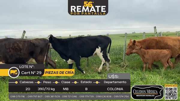 Lote 20 Piezas de cría en Riachuelo, Colonia