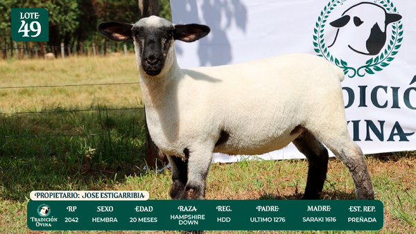 Lote LOTE 49