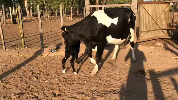 Lote 2 Piezas de Cria