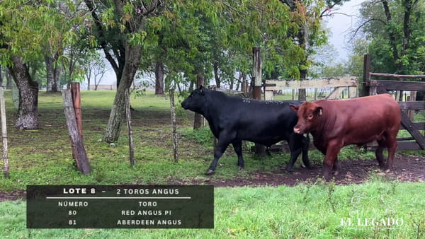 Lote Toros Angus
