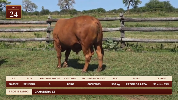 Lote LOTE 24