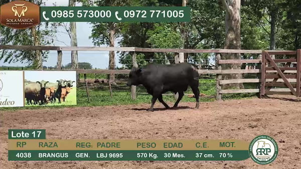 Lote Toros BRANGUS, Ñeembucú