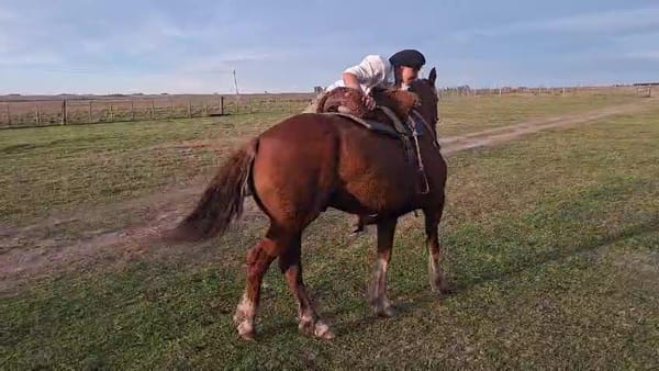Lote CABALLO