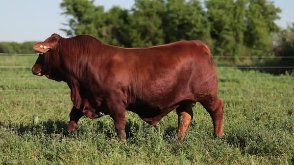 Lote Toros Brangus - Cabaña El Sapucay