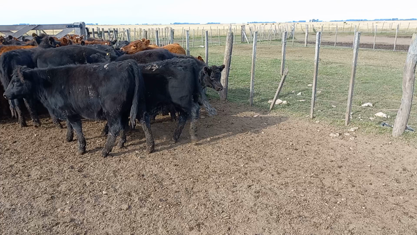 Lote 100 Terneras en arboledas, Buenos Aires