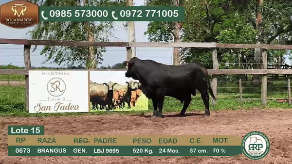 Lote Toros BRANGUS, Ñeembucú